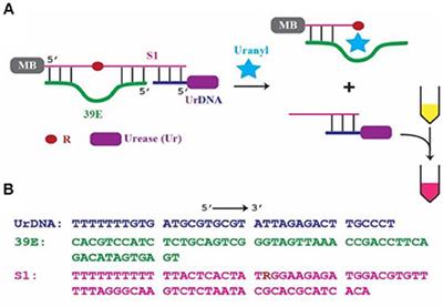 Colorimetric Detection of Uranyl Using a Litmus Test